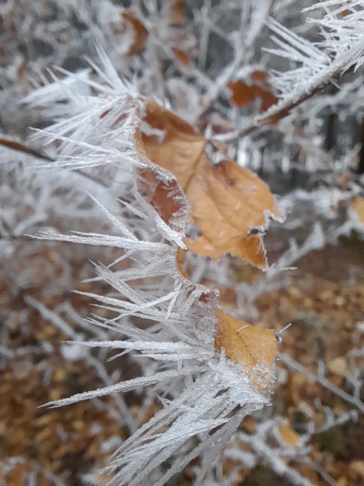Wuffels und Wald 04.02.2025