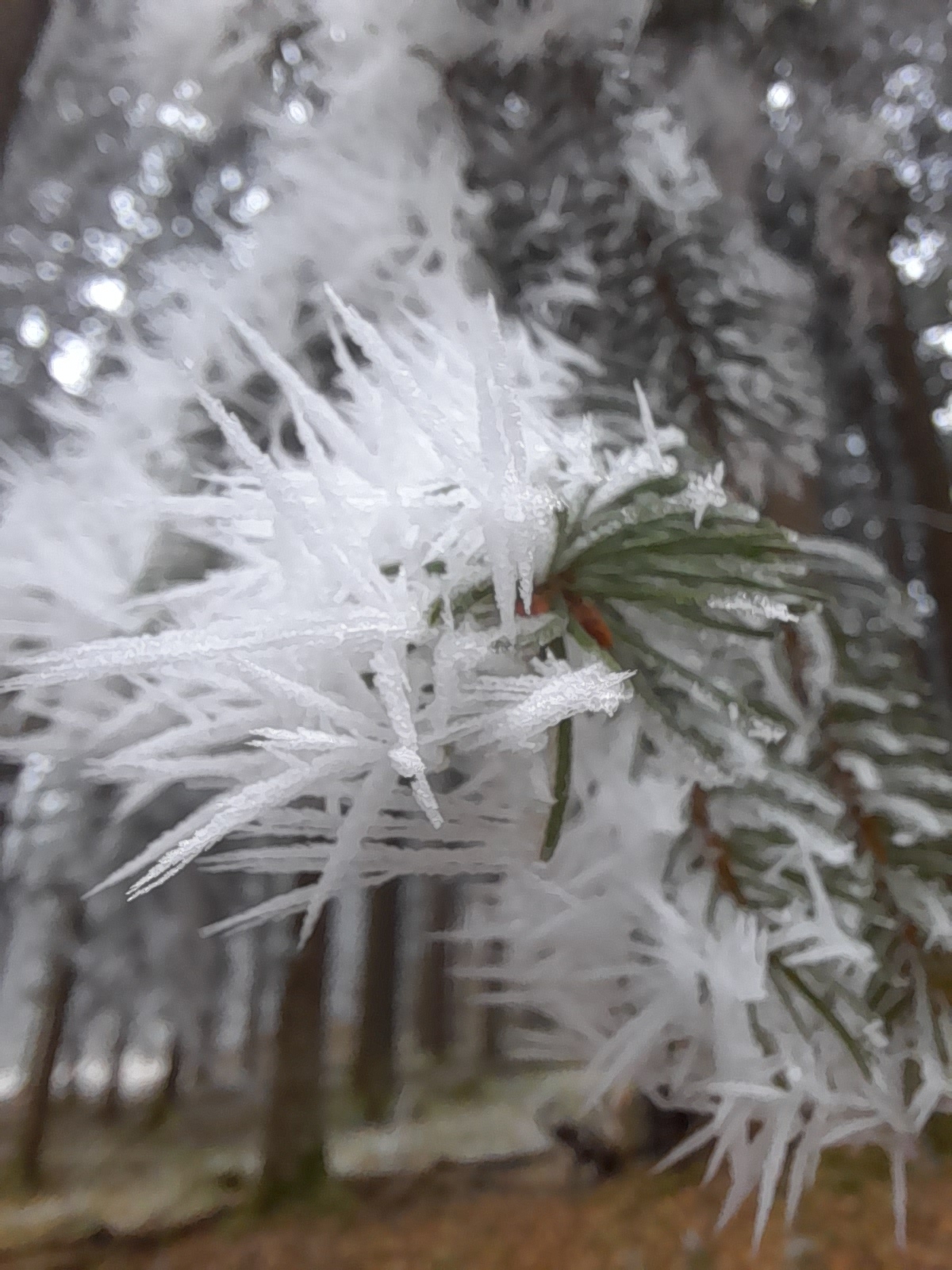 Wuffels und Wald 04.02.2025
