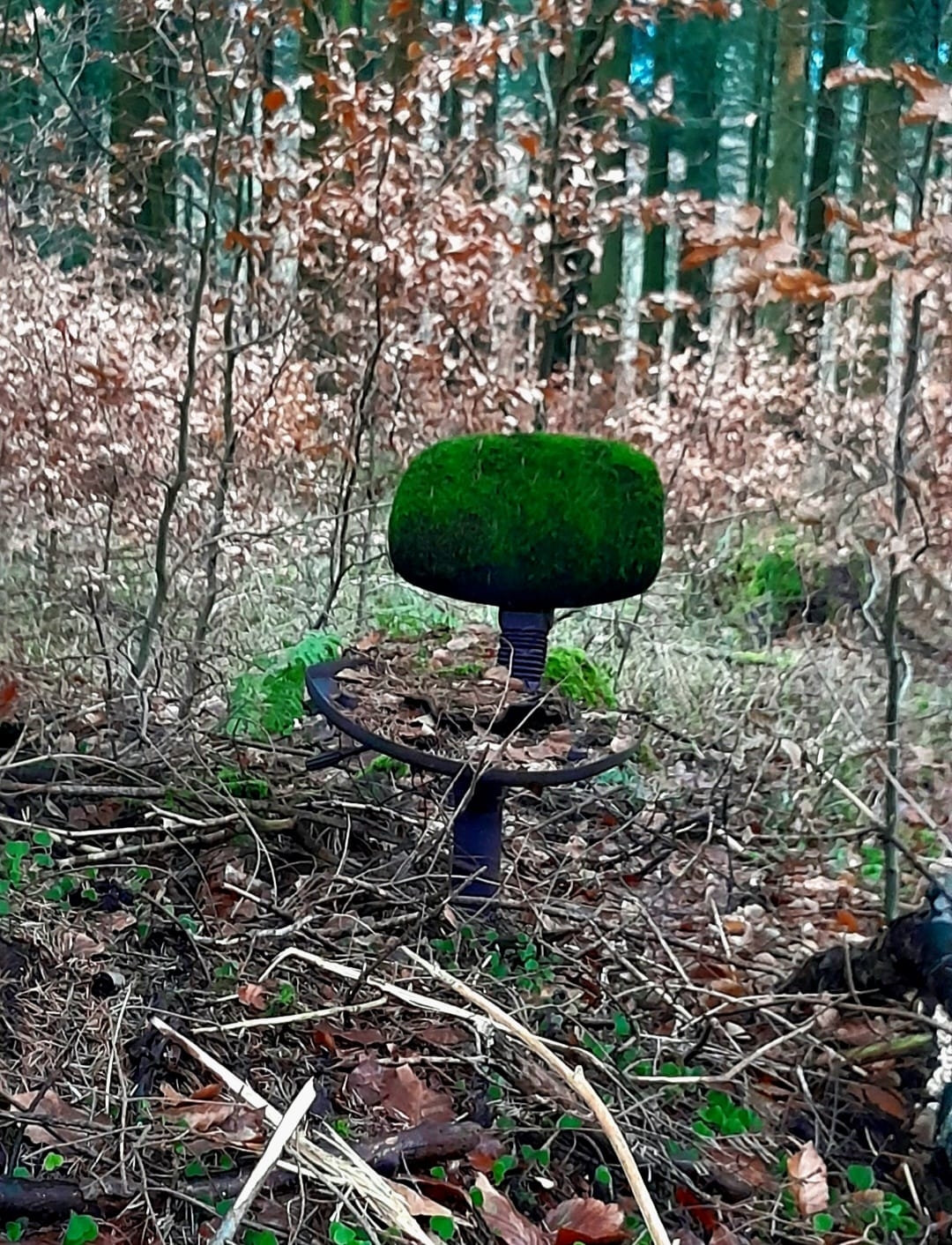 Wuffels und Wald 11.12.2024