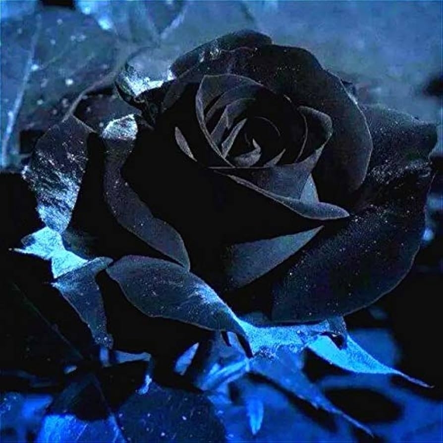 51clUfYMhbL._AC_UF894,1000_QL80_