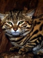 9973d1d90524bd654b26ded4d69bb165