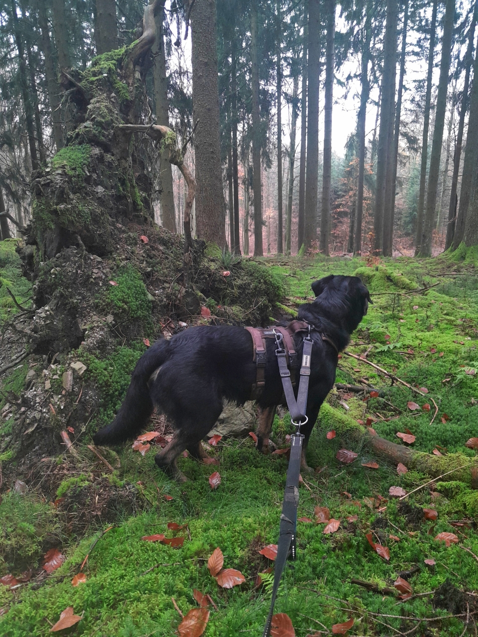 Wuffels und Wald 14.11.2024