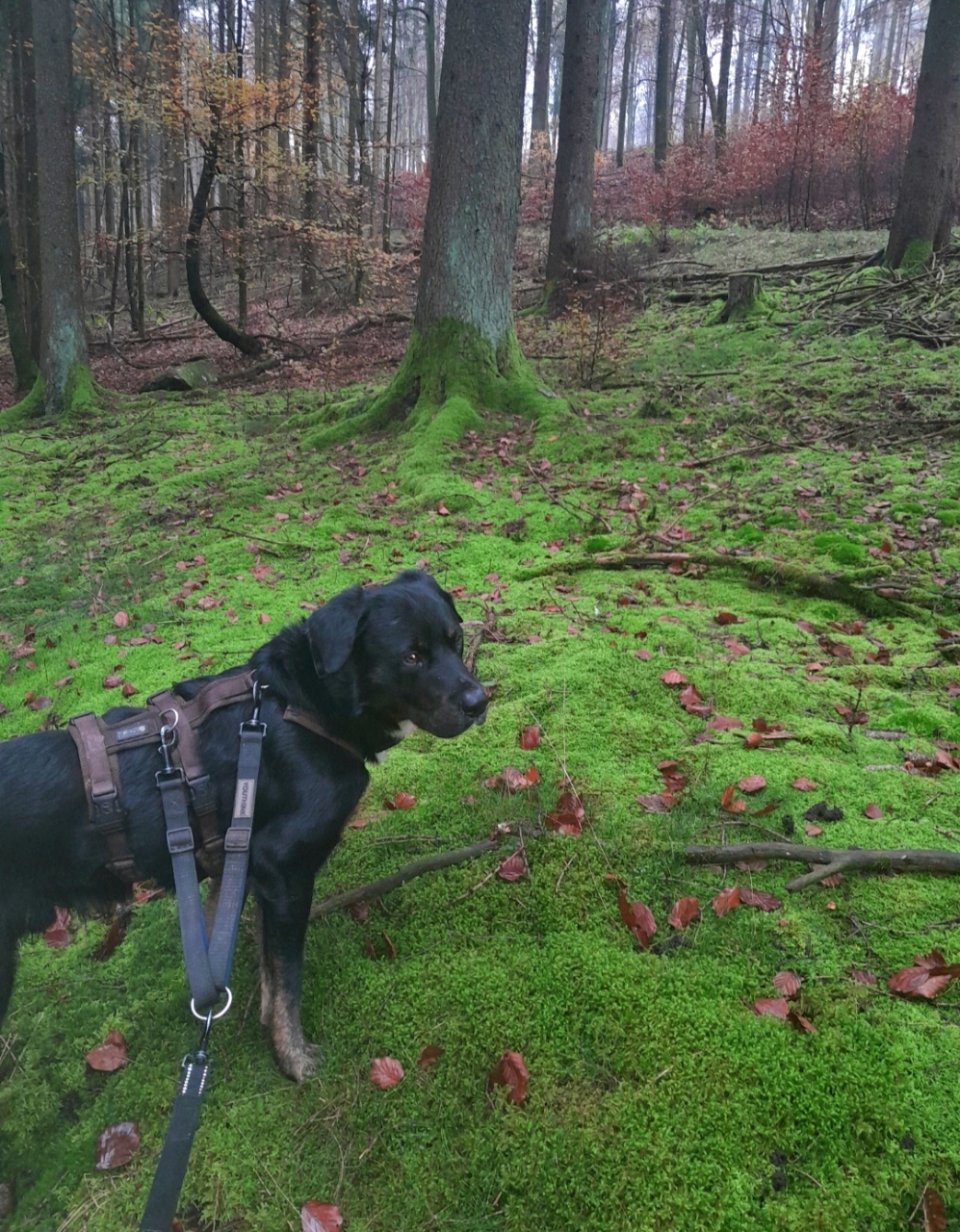 Wuffels und Wald 14.11.2024