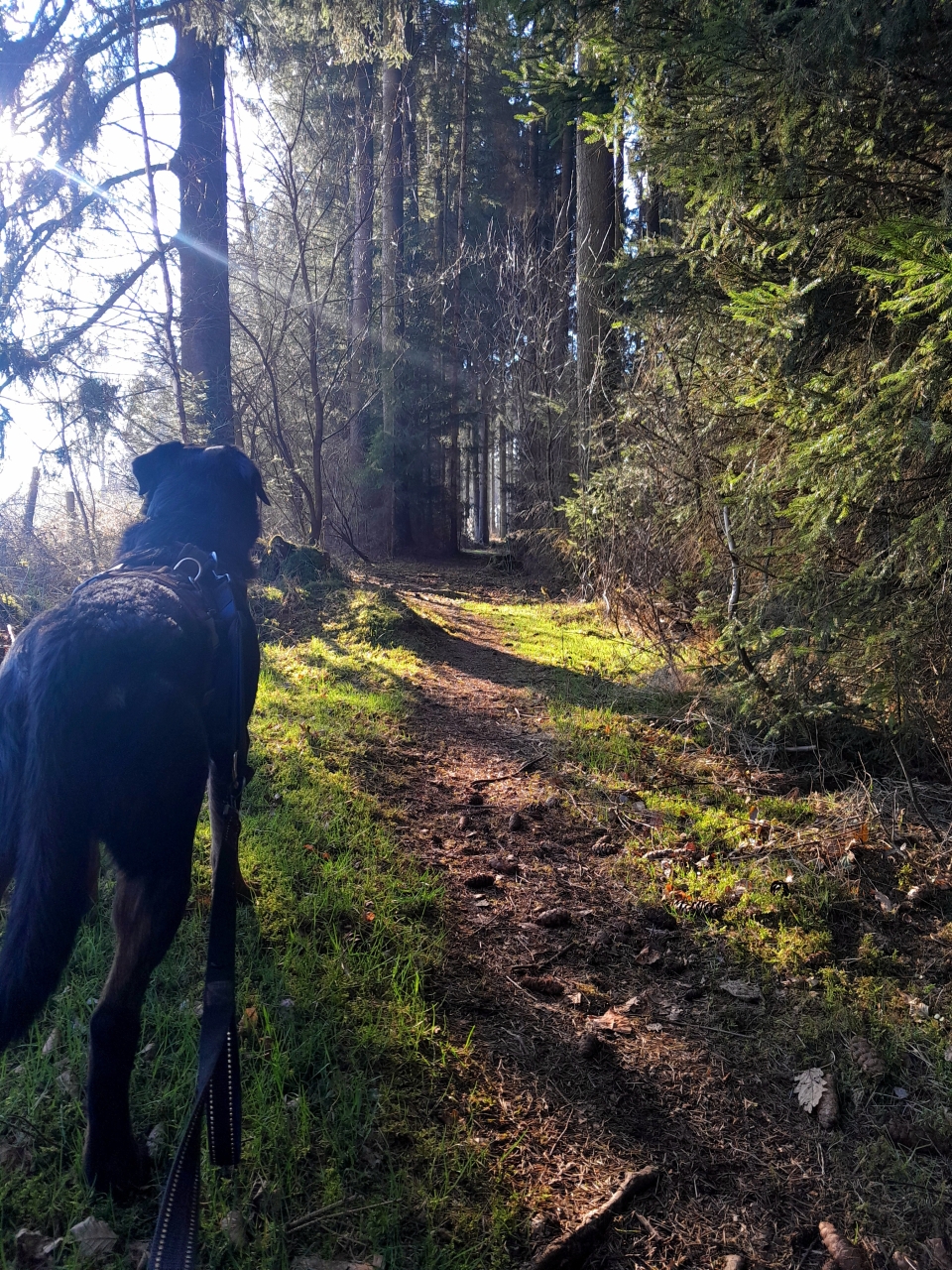 Wuffels und Wald 06.03.2025