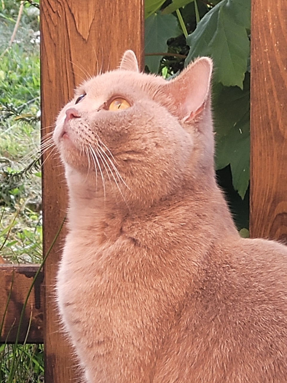 Tierische Modelle ,) 20.05.2025