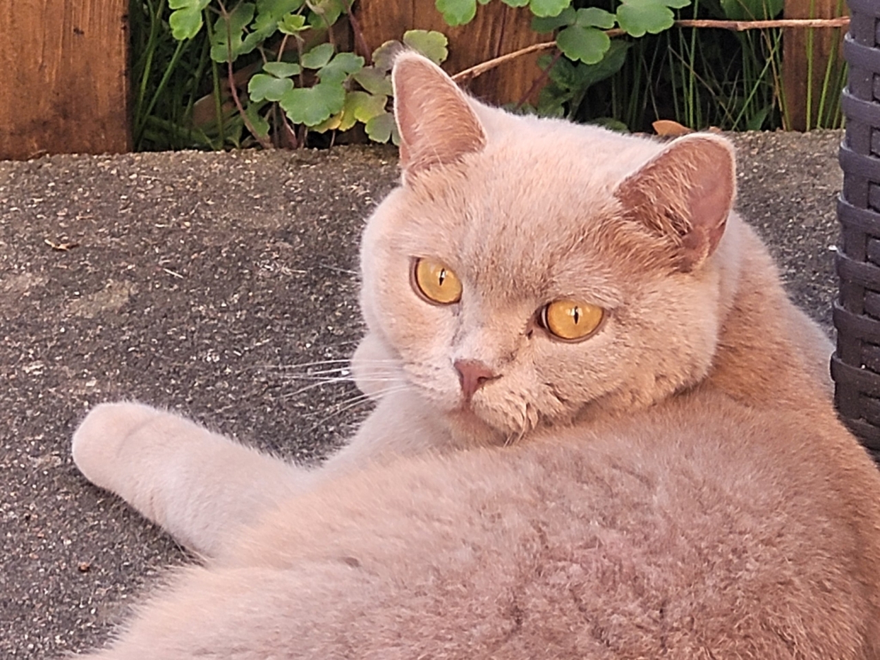 Tierische Modelle ,) 20.05.2025
