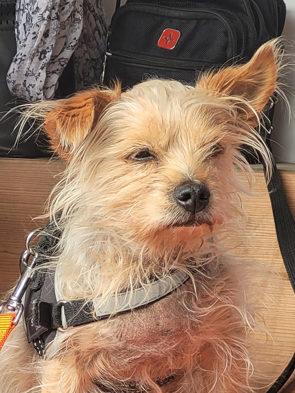 Tierische Modelle ,) 20.05.2025