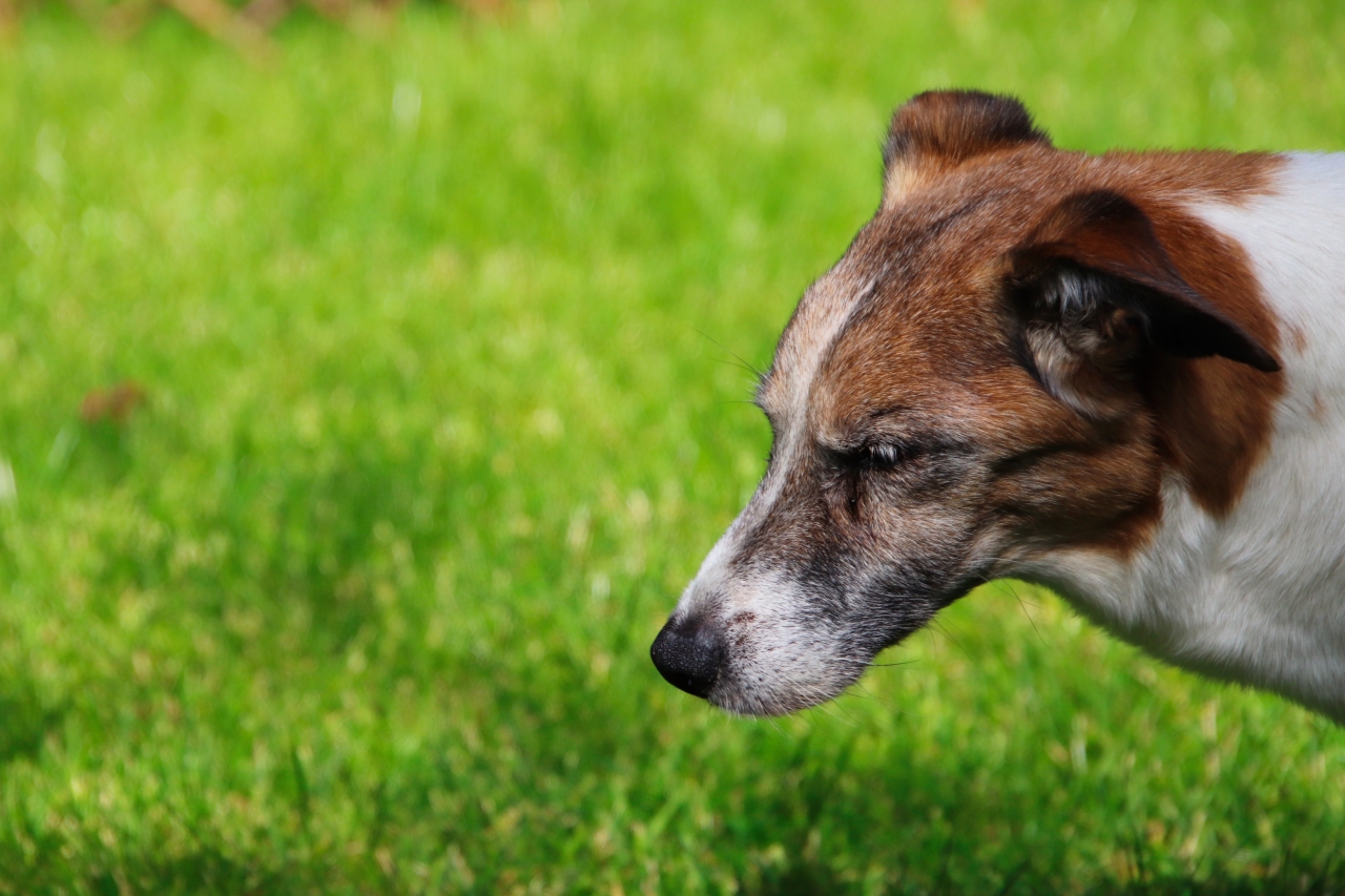 Tierische Modelle ,) 16.09.2025